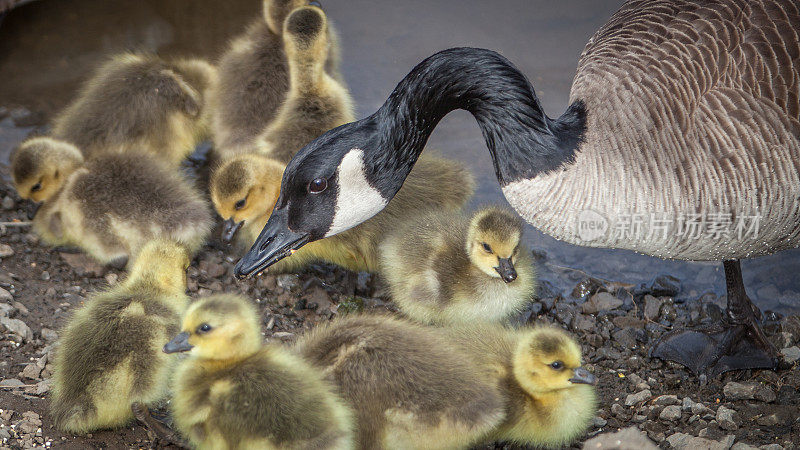 加拿大鹅(Branta canadensis)和小鸭。